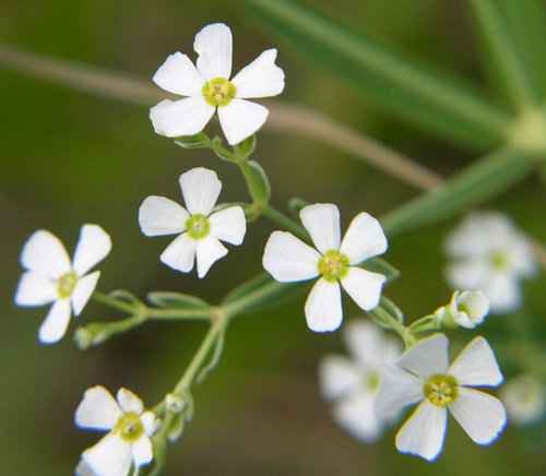 small white flower.plant is unbrella-like