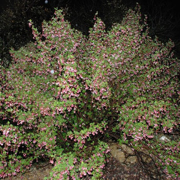 Ribes malvaceum