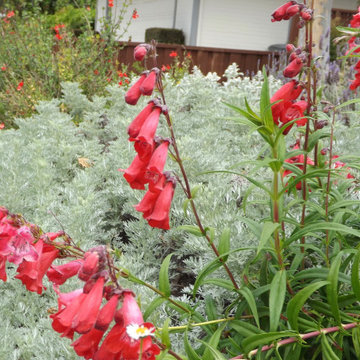 Low water butterfly garden