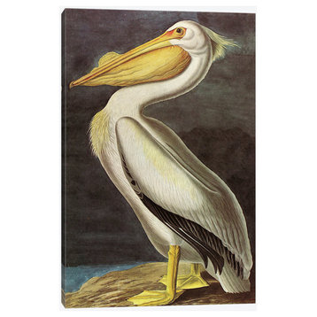 American White Pelican by John James Audubon Canvas Print, 26"x40"