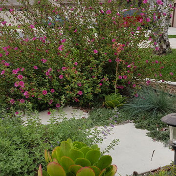 San Clemente Hummingbird Garden