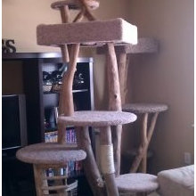 cat spaces