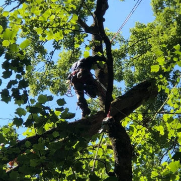 CR Tree Experts