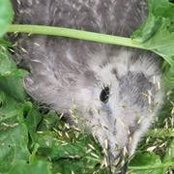 Patricia LeDrew's photo