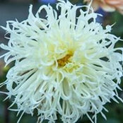 Grange Growers's photo