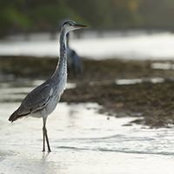 Dee Kaur's photo