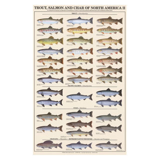 Warmwater Game Fish Poster, Identification Chart and Fishermen Guide