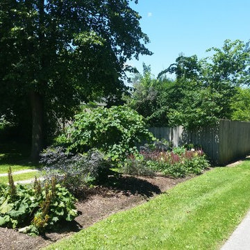 sycamore native driveway