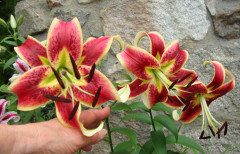 Went crazy with lilies this summer.. | Houzz Forum