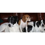 Sandy DeCarr's photo