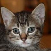 Jane Dewing's photo