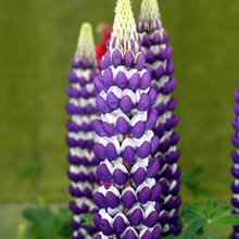 Garden planning