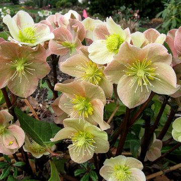 Cinnamon Snow Hellebore