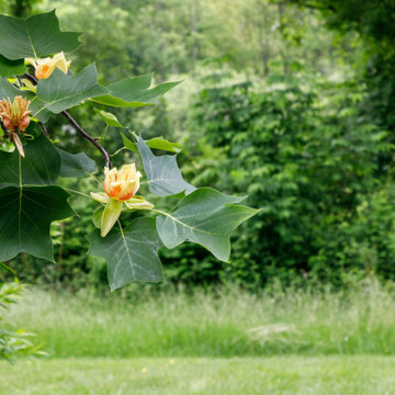 Mature Garden
