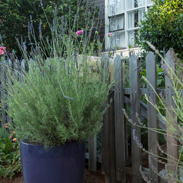 My Houzz: Colorful Garden Oasis in Marin County