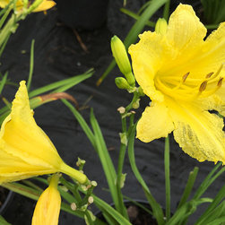 Current Featured Plants - Products