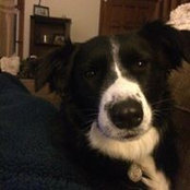 Melissa Cockerel's photo