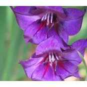 Sandra Linamen Laska's photo