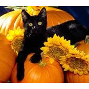 Susan Trudo's photo