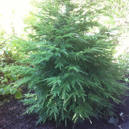 Misc. Trees - Products