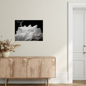 Delicate Rose Black and White Nature Photograph Wall Art Prints