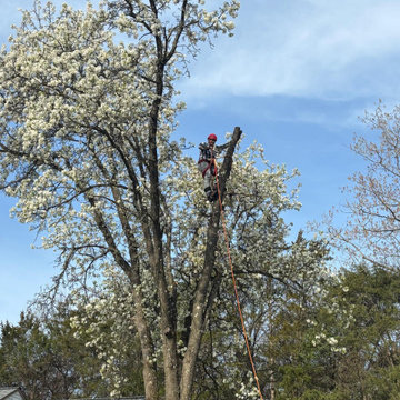 Tree Removal and Full Property Cleanup in Stafford VA