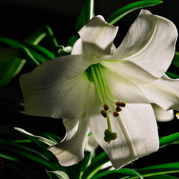 Easter Lily - Artwork
