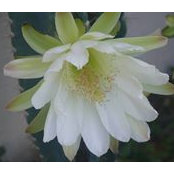 Claudia Mitcham's photo