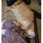 Ann Feldman's photo