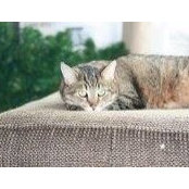 Amanda Kimlin's photo