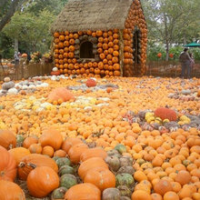 autumm