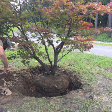 Adding mature trees 2018