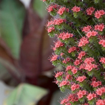 Mid back area beautiful Tower of Jewels Echium wildpretii.