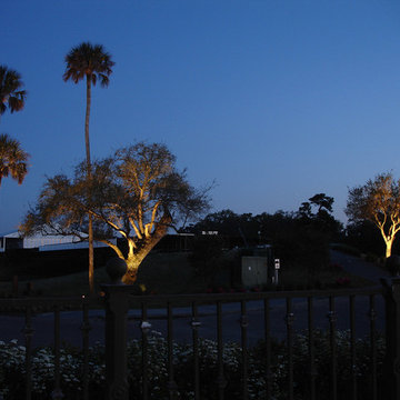 Tree Lighting