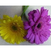 Jeannine Williams Shea's photo