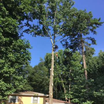 Tree Removal in Atlanta, GA