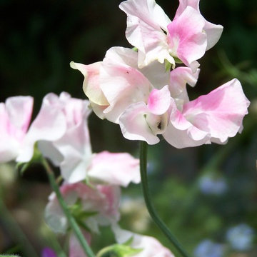 Lathyrus odoratus 'Martha Stewart'
