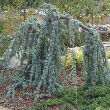 Weeping Blue Atlas Cedar