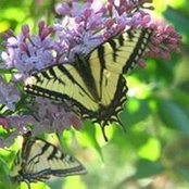 Kathy Melton's photo