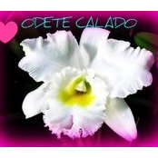 Odete Calados foto