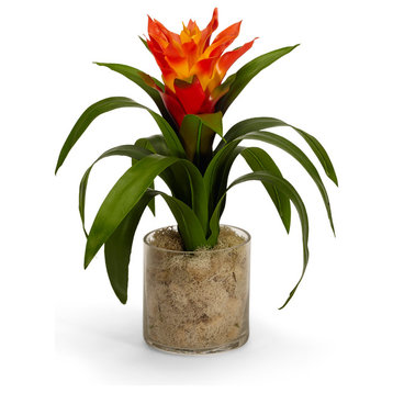Bromeliad in Glass Vase With Moss, Orange