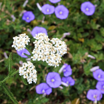Yarrow and Ground Morning Glory