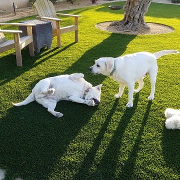 Pet Lawns