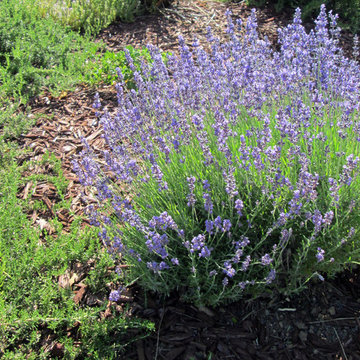 Saratoga, California