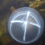 Foto von Biolume Nescent