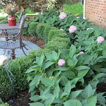 Boxwood and Hydrangea planting