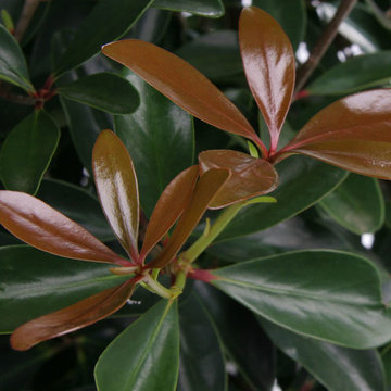 LeAnn™ Cleyera Cleyera japonica 'Contherann' PP#11737