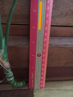 Aglaonema Cutting | Houzz Forum