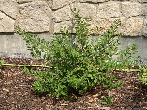 How To Prune Weigela