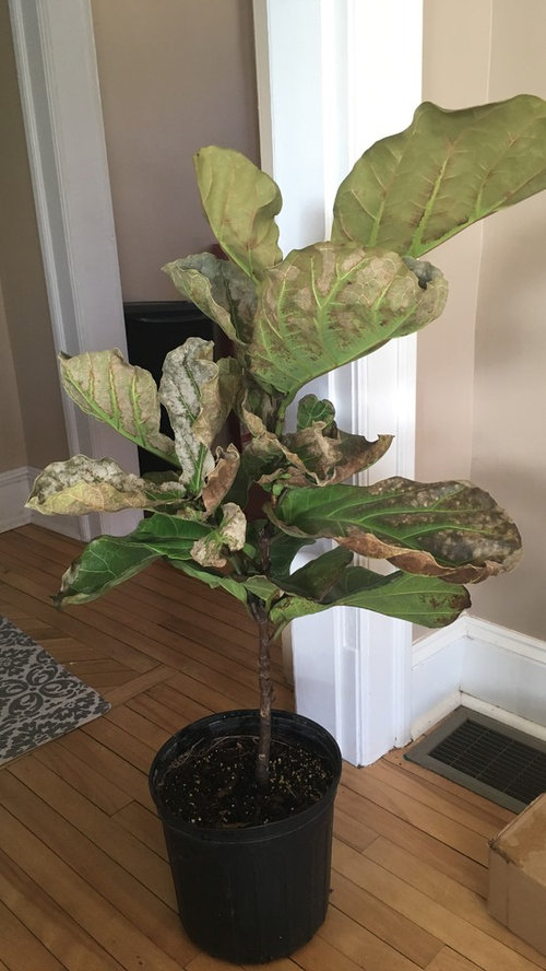 Please Help! Fiddle Leaf Fig FLF dying!
